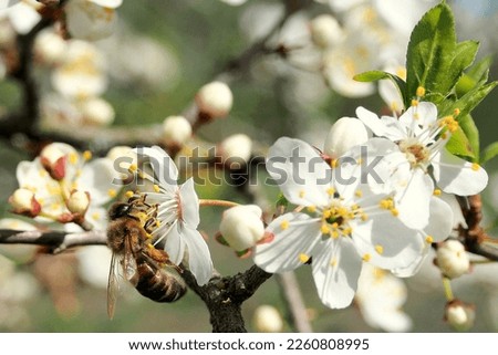 macro picture of a bee with honey sitting on a white apple blossom on a spring day