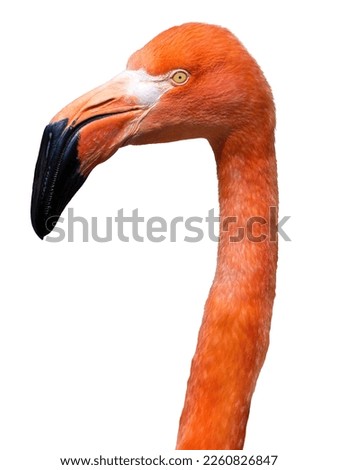 Flamingo portrait isolated on white background Royalty-Free Stock Photo #2260826847