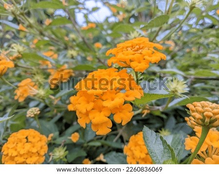 This flower is very beautiful and bright orange. This flower is suitable for your garden decoration. And for those of you who like collecting or editing related to flowers, this is the right picture.