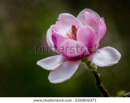 Magnolia flower isolated on a dark background, spring flower, blooming trees