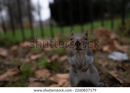 met this cute squirrel in London .