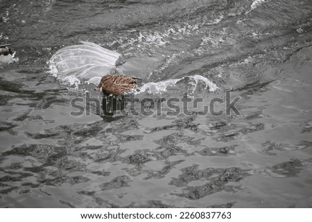 Duck Landing in a River