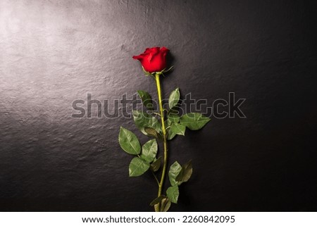 red rose on a black background. concept love valentines day