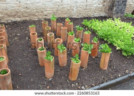 Celery being blanched in clay pipes Royalty-Free Stock Photo #2260853163