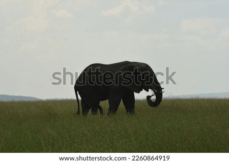 elephant in the African savannah
