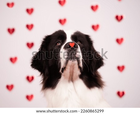 Valentine's Day theme. Big white and black dog with small decorative heart on her nose. Head of Landseer in front of white background with many red hearts. Romantic and funny shot.