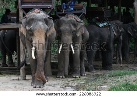 close up group of Asia elephant long ivory looking at camera, elephant surface texture background, alive wild animal, travel in Chiang Mai, Thailand, 