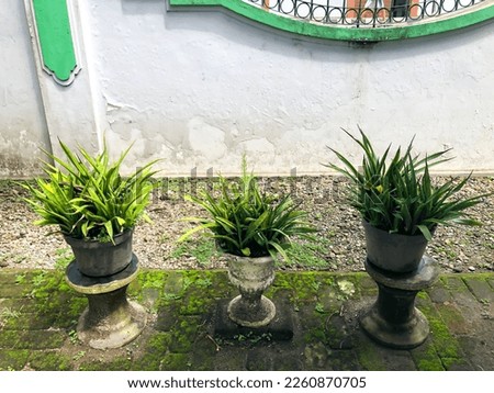 Three plants on a pot in daytime