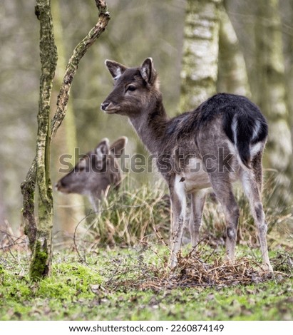 A young Fallow Doe looks on through the woodland on a mild winter morning. Staffordshire, UK