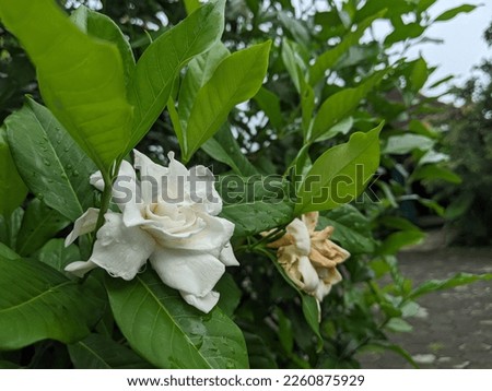 Nature, Jasmine is a genus of shrubs and vines in the olive family (Oleaceae)