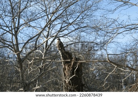 Young eagle in a tree by a river 