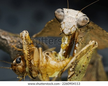 close up brown mantis earing with his prey