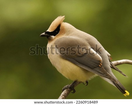 Single Cedar Waxwing (Bombycilla cedrorum) perched on a branch with its feathers fluffed for warmth. Taken in Delta, BC, Canada. Royalty-Free Stock Photo #2260918489