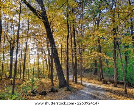 Radiant Sunlight Over Golden-Leaved Autumn Forest Footpath