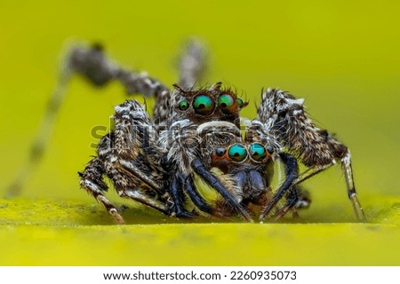 The best shots of jumping spider