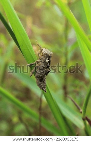 small insects like grasshoppers that perch on weeds leaves Royalty-Free Stock Photo #2260935175