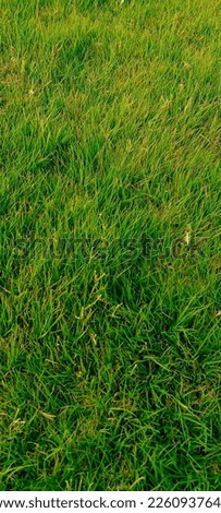 Fresh beautiful green grass. Abstract background. Top view of green grass texture background. Home yard bright grass as a pattern textured background. Vertical image. Closeup photo. View from above