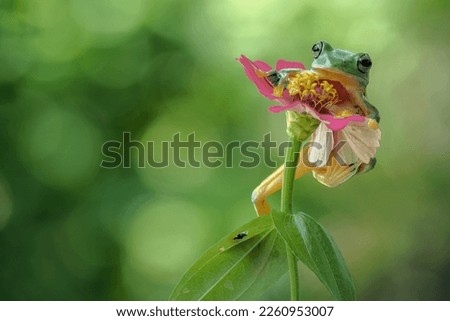 flying frog standing on pink flower