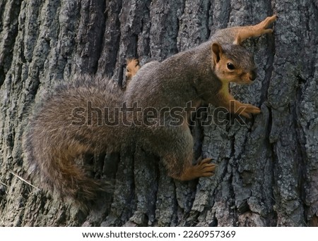 A close up of a beautiful gray squirrel clinging to a tree trunk.