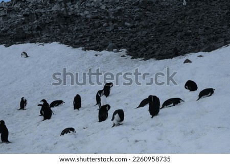 group of penguins sleeping and perching on cold icy rocky antarctic snow in antarctica