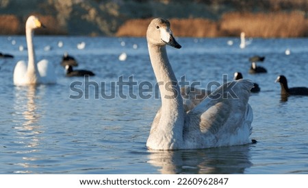 Swans on the pond in winter
