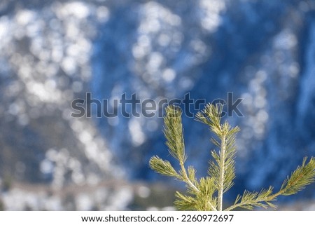 View of a pine tree branch with bokeh blue and white background with copy space.
