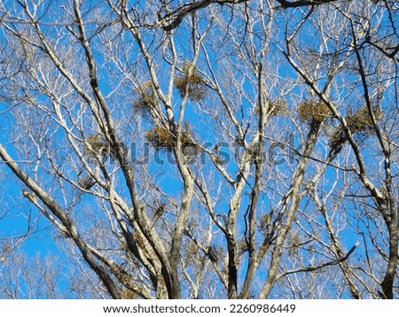 Mistletoe, which blooms as a parasite on trees in midwinter