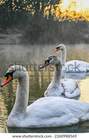 A stunning photo captures three swans swimming in a winter lake, with the middle swan in sharp focus. The mist hovering above the water adds an ethereal quality to the scene.