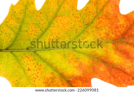 closeup texture of autumn leaf