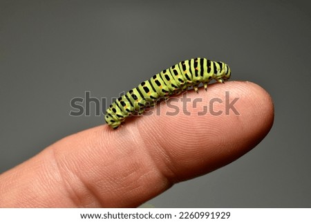 A green caterpillar of a monarch butterfly crawls along the finger of the hand.