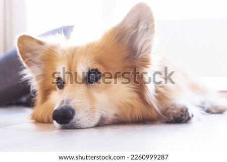 beautiful corgi dog portrait posing for the camera, focus on the nose
