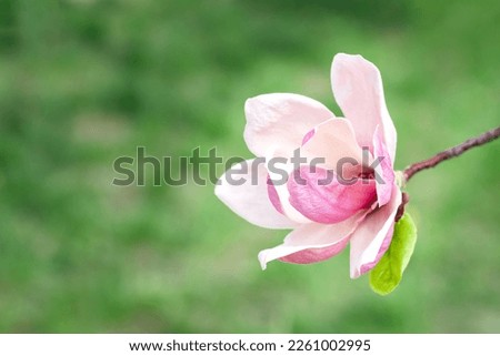 Magnolia flower blooms on blurred natural green background. Selective focus