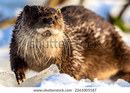 Close-up portrait of an european otter Lutra lutra in winter