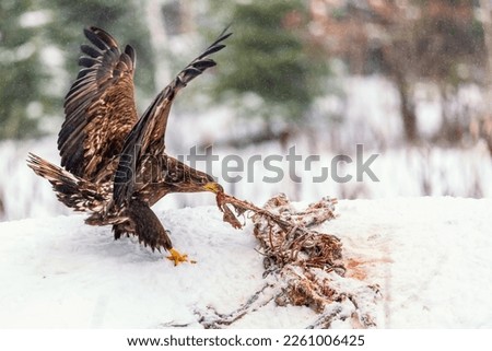 Adult White-tailed eagle Haliaeetus albicilla eating meat from dead fox.