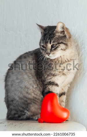 grey cat with red heart. High quality photo. lying on the carpet, holding a heart in its paws