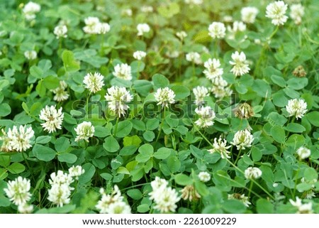 Flowers of white clover Trifolium repens.The plant is edible, medicinal. Grown as a fodder plant Royalty-Free Stock Photo #2261009229