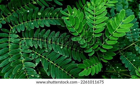 natural green leaves closeup tropical plant of acacia background