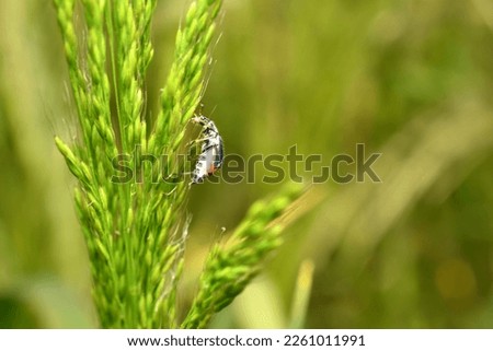 In the picture, the bug beetle sits on grass flowers.