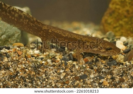Detailed closeup shot of a small territorial larvae of the coastal giant salamander, Dicamptodon tenebrosus form Oregon, USA