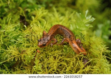 Natural closeup shot of the rare and endangered Van Dyk's salamander, Plethodon vandykei