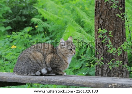 The cat is on the bench. Background of green grass and ferns
