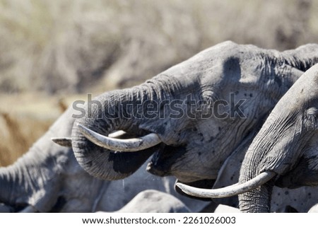 Elephants drinking at african river