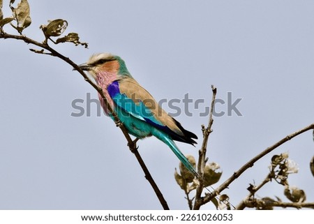 Lilac breasted roller in Botswana