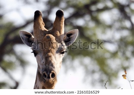 Giraffe in the Okavango Delta Botswana