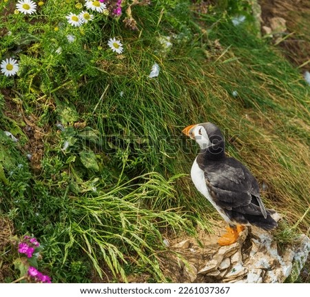 Puffin standing on a edge of a grassy cliff, surrounded by daisies and pink flowers.