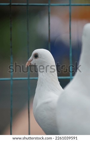 picture of a dove in a cage