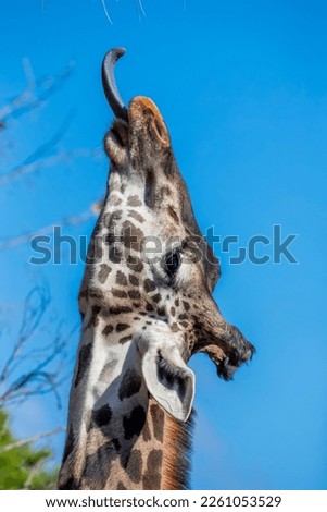 The Masai giraffe (Giraffa tippelskirchi) has tongue out.
With distinctive, irregular, jagged, star-like blotches that extend from the hooves to its head. The national animal of Tanzania. Royalty-Free Stock Photo #2261053529