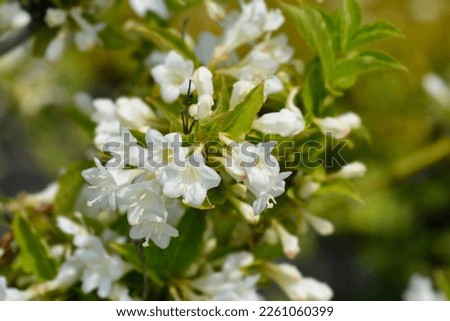Weigela Snowflake white flowers - Latin name - Weigela Snowflake Royalty-Free Stock Photo #2261060399