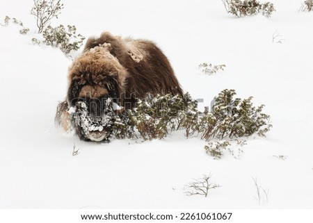 Muskox in deep snow in Dovrefjell-Sunndalsfjella National Park Norway Royalty-Free Stock Photo #2261061067