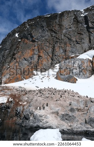 Penguin colonies in antarctica resting on ice cold white snow and rocky formation featuring orange lichen on the rocky mountain formation on a sunny clear blue sky day
